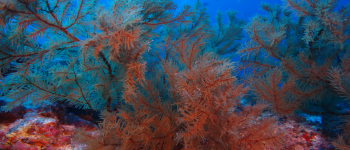 Gallery Coral Sub
