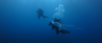 Gallery Coral Sub