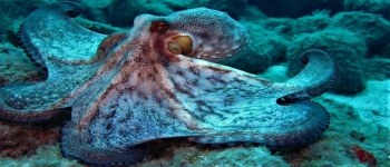 Gallery Coral Sub