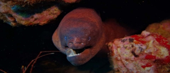 Gallery Coral Sub