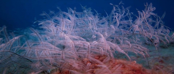 Gallery Coral Sub