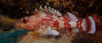 Gallery Coral Sub