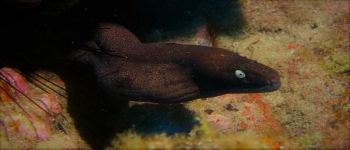 Gallery Coral Sub