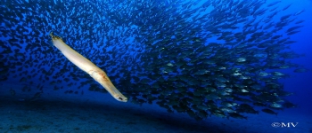 Gallery Coral Sub