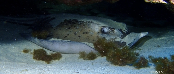 Gallery Coral Sub
