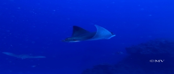 Gallery Coral Sub