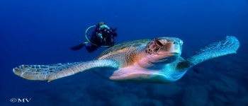 Gallery Coral Sub